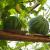 Tikve - savjeti za uzgoj lubenica, bundeva, dinja od iskusnih vrtlara